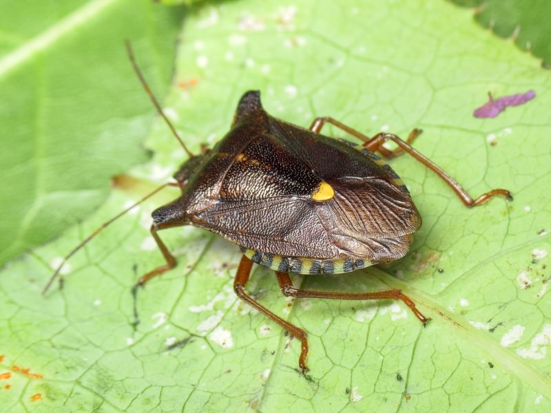 Pentatoma (Pentatoma) rufipes (Linnaeus, 1758)